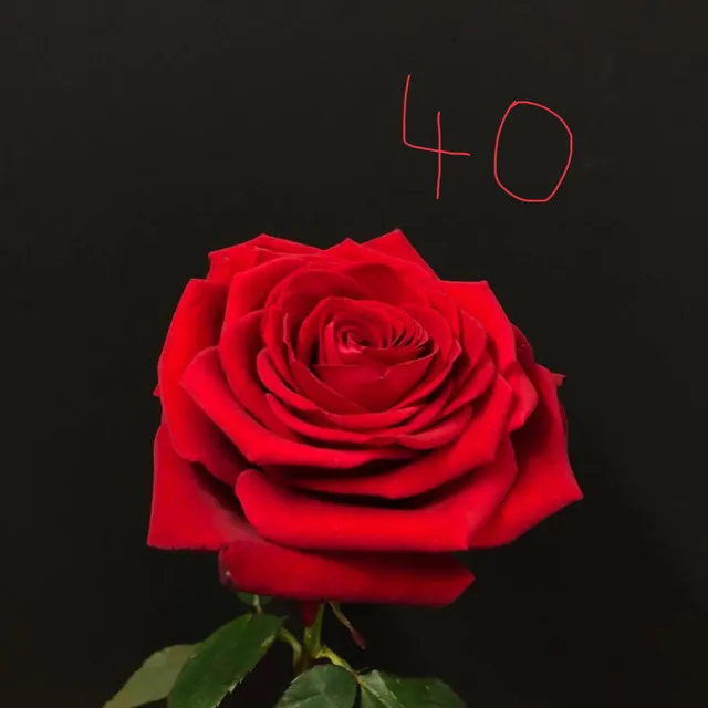 Rose40