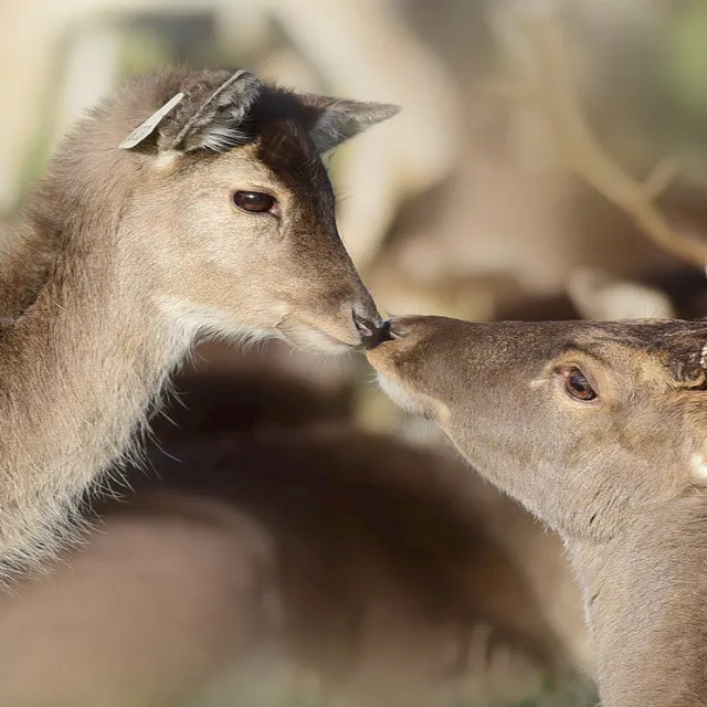 Kiss of Deers