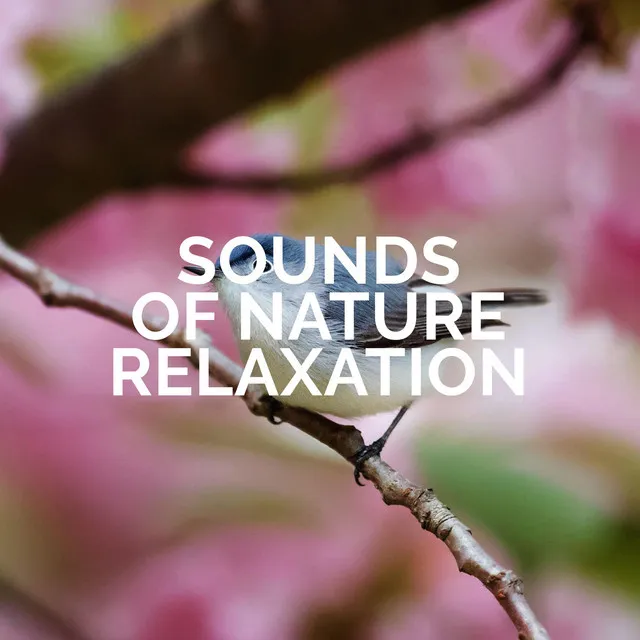 Sounds of Nature Relaxation