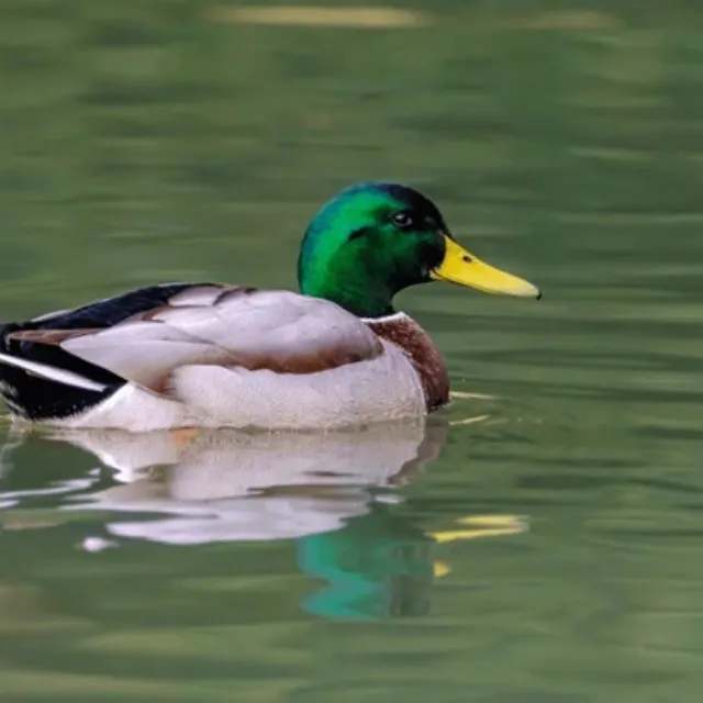 Lil Mallard Duck