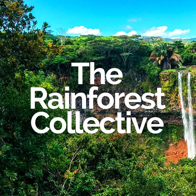 The Rainforest Collective