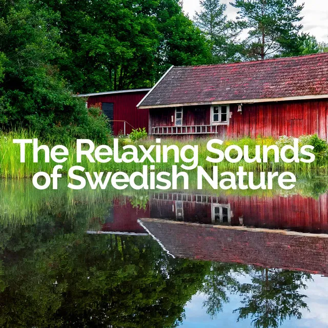 The Relaxing Sounds of Swedish Nature