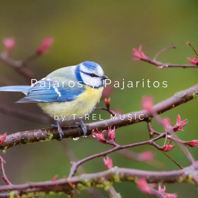 Pájaros y Pajaritos