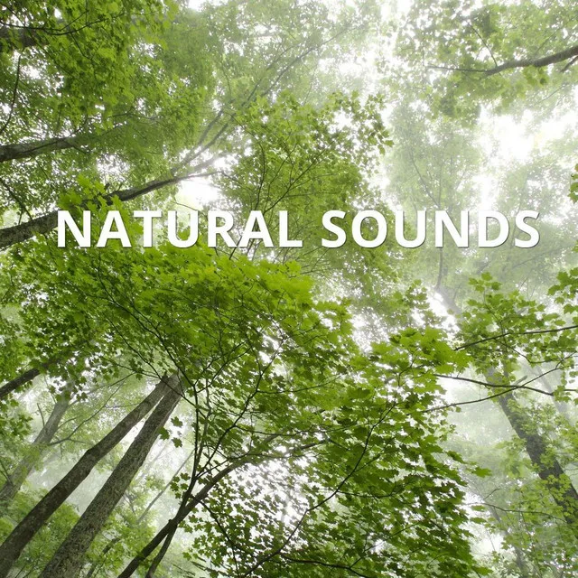 Natural Sounds