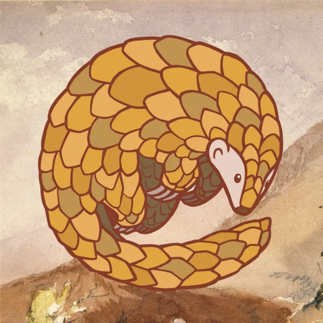 Pangolin Dreams