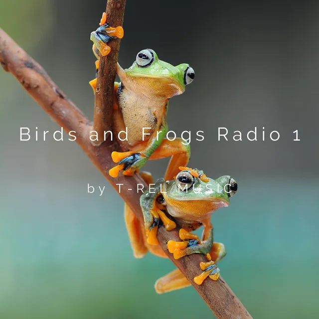 Birds and Frogs Radio 1