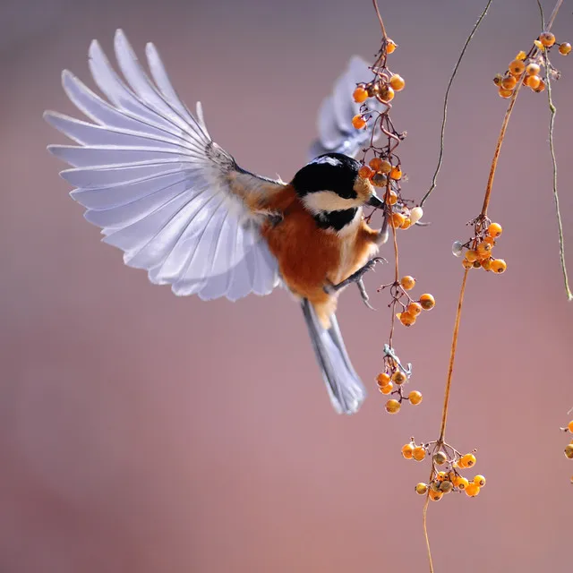 Sonidos De Pajaros