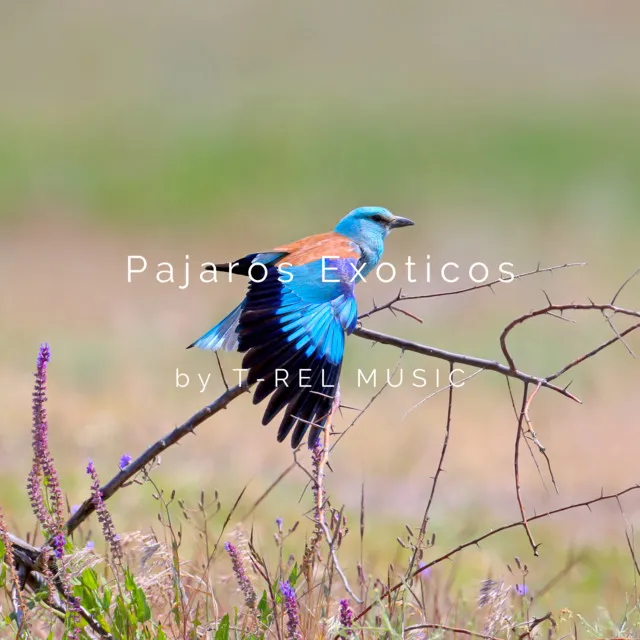 Pajaros Exoticos