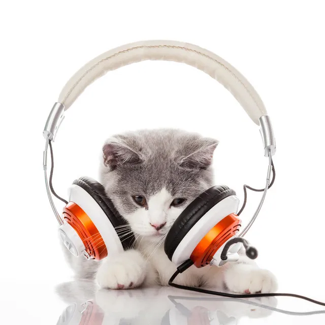 Cat Music Dreams