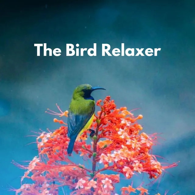 The Bird Relaxer