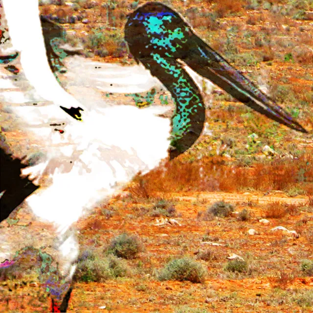 Ruthless Jabiru