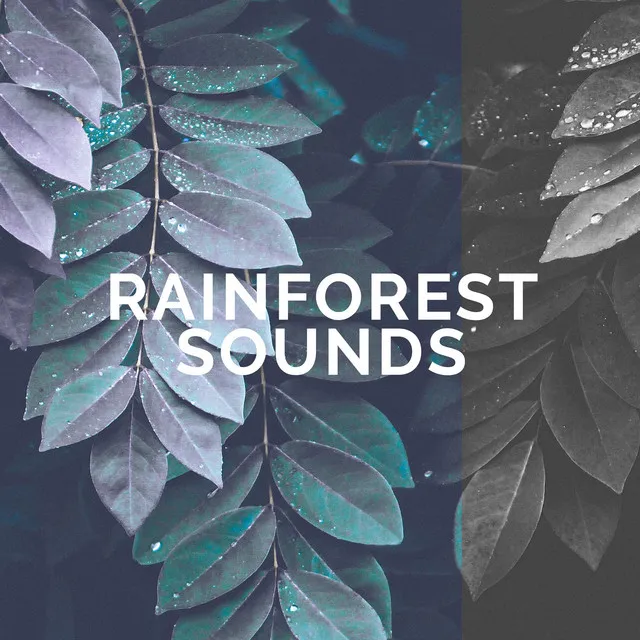 Rainforest Sounds