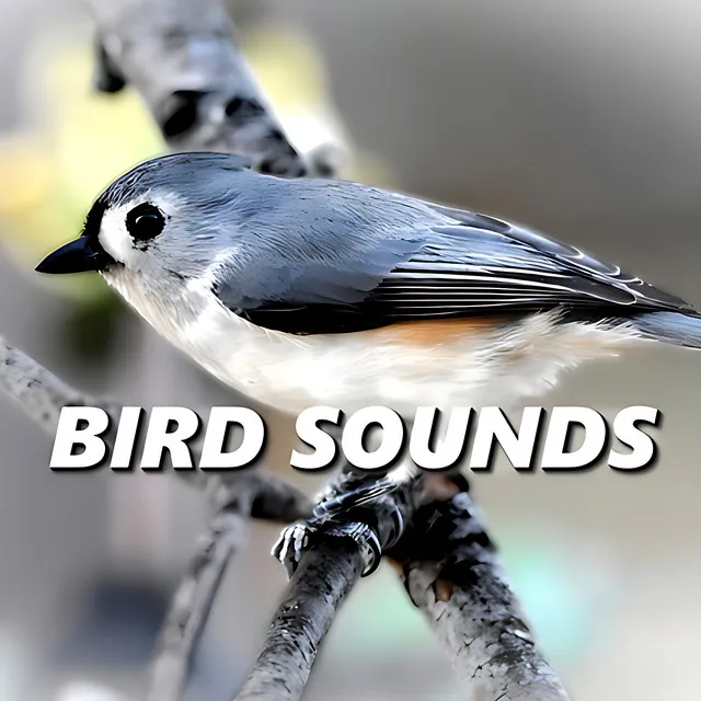 Bird Sounds