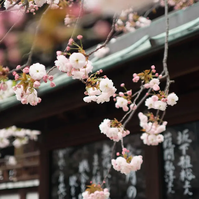 Japanese Relaxation and Meditation