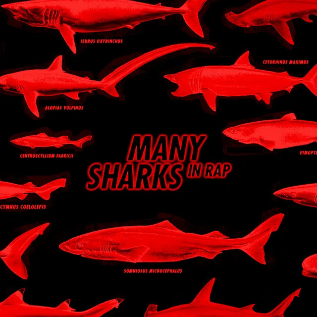 Many Sharks in Rap