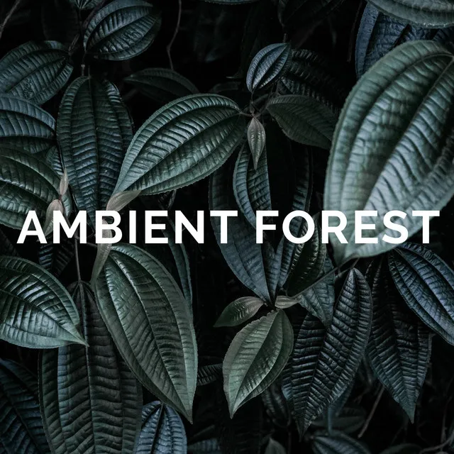 Ambient Forest