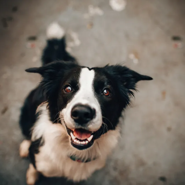 Calma Música para Perros