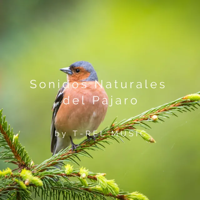 Sonidos Naturales del Pajaro