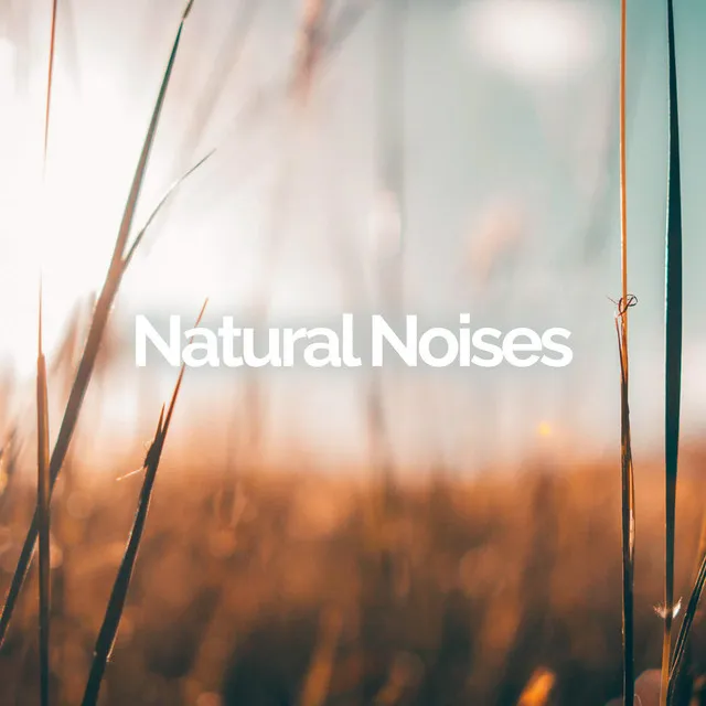 Natural Noises