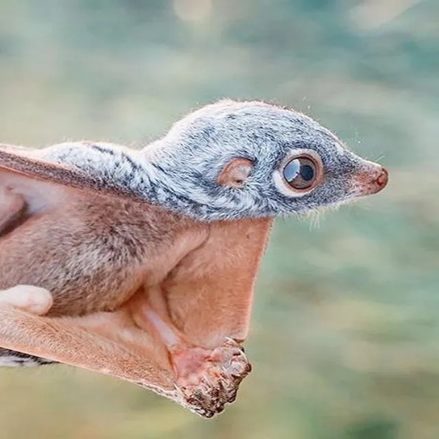 Colugo Creatures