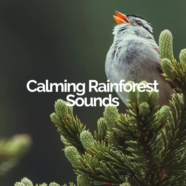 Calming Rainforest Sounds