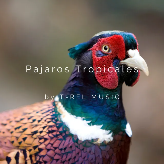 Pajaros Tropicales