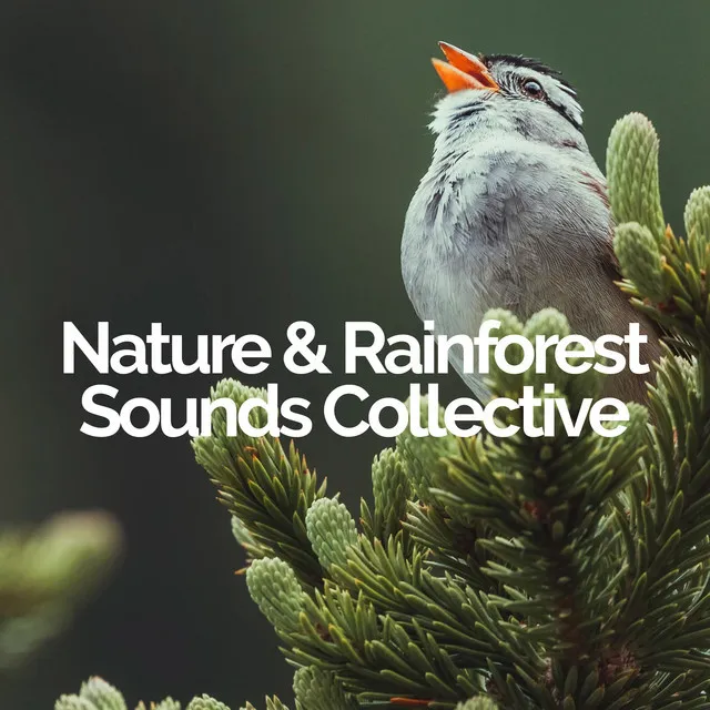 Nature & Rainforest Sounds Collective