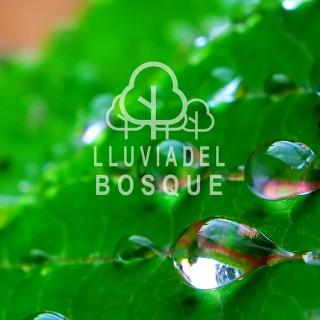 Lluvia del Bosque