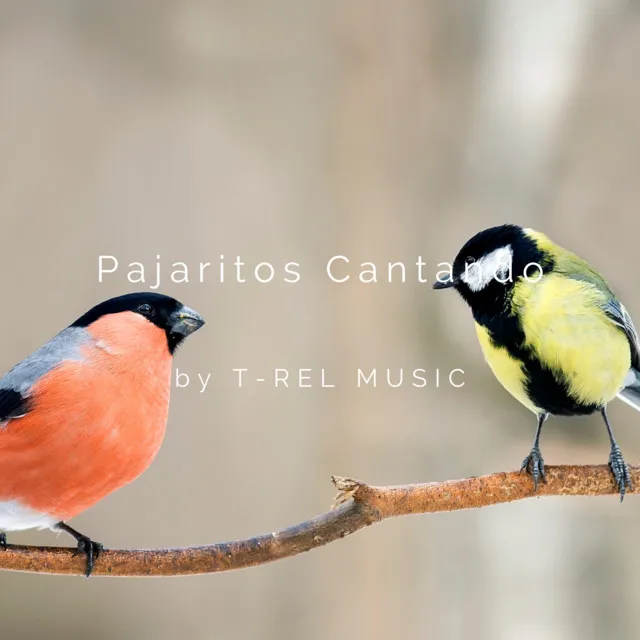 Pajaritos Cantando