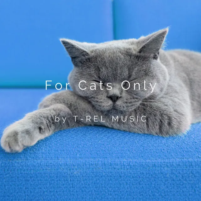 For Cats Only