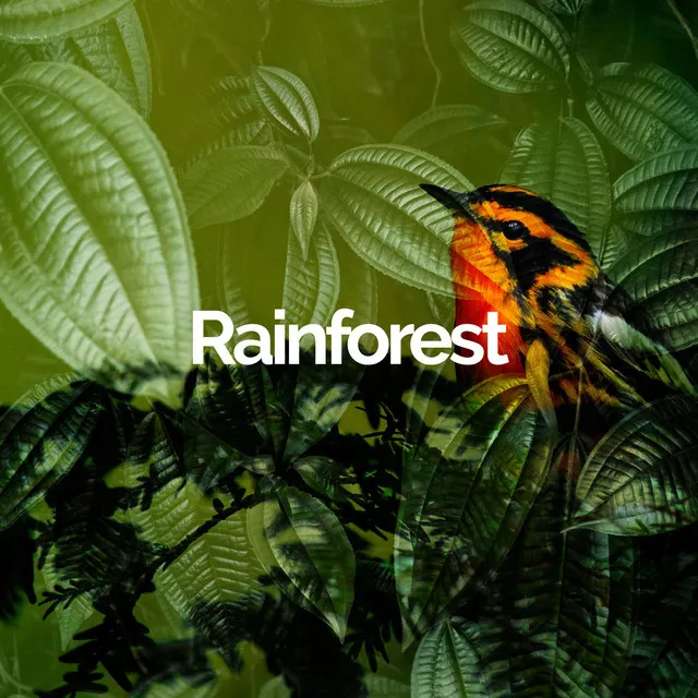 Rainforest