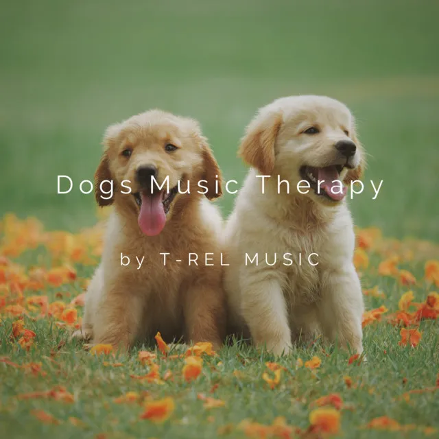 Dogs Music Therapy