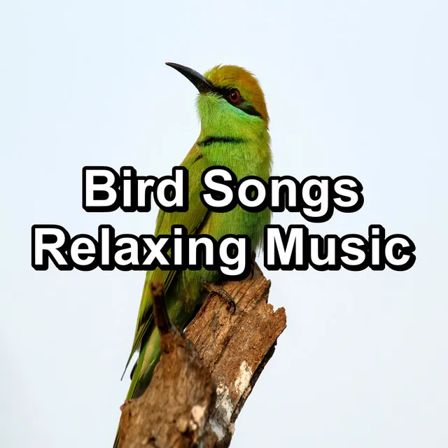 Bird Songs Relaxing Music