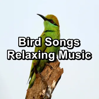 Bird Songs Relaxing Music by Spa Relax Music