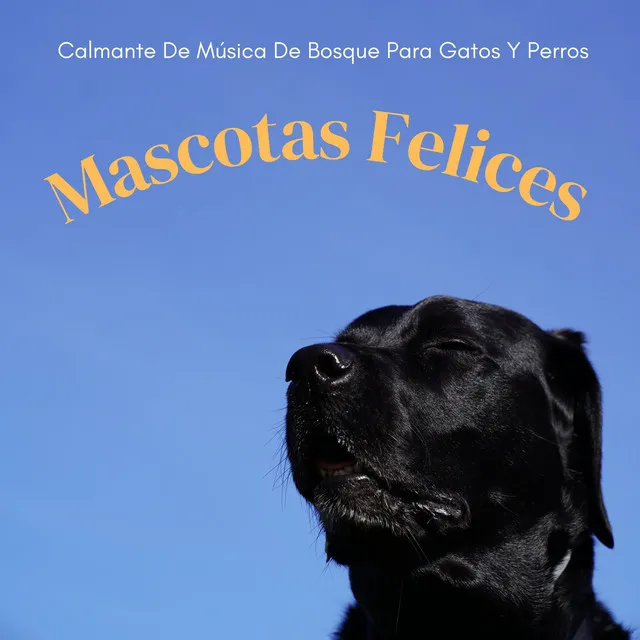 Cachorros Y Gatitos