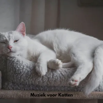 Muziek voor katten by Unknown Artist