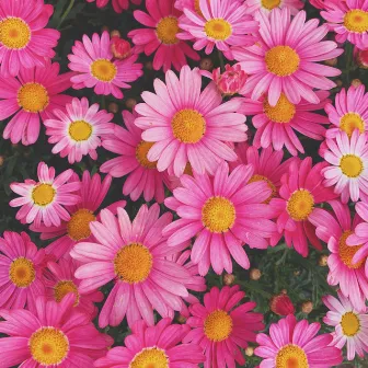 Daisies by Daida