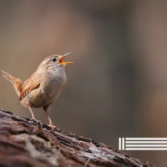 Sounds Of Birds Singing by Birds In The Forest