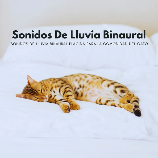 Sonidos De Lluvia Binaural Placida Para La Comodidad Del Gato