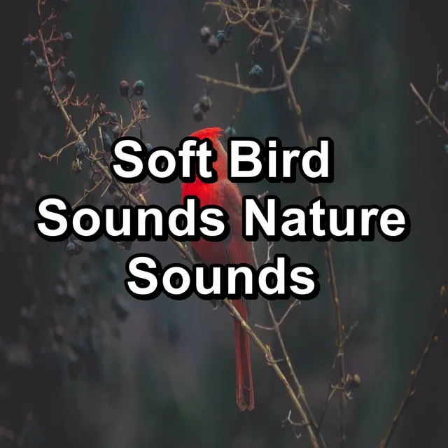 Bird Sounds 2016