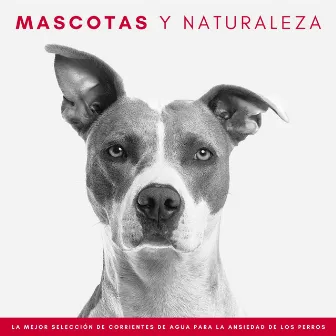 Mascotas Y Naturaleza: La Mejor Selección De Corrientes De Agua Para La Ansiedad De Los Perros by Las Gatitas