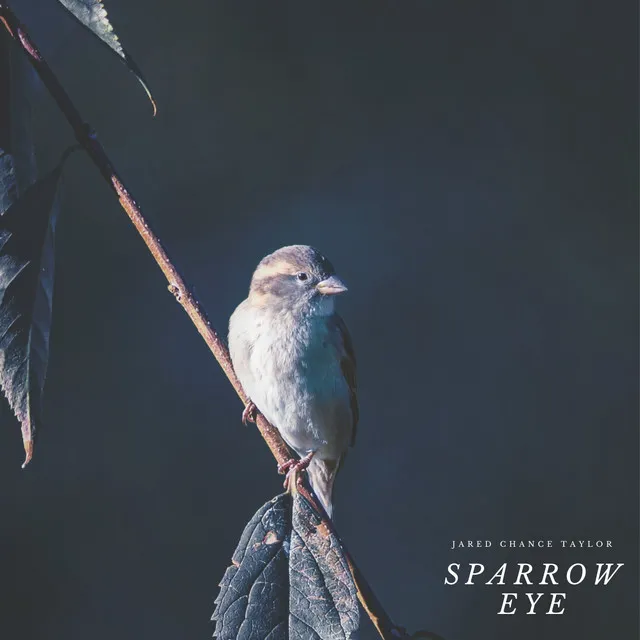 Sparrow Eye