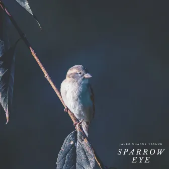 Sparrow Eye by Jared Chance Taylor