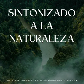 Sintonizado A La Naturaleza: Un Viaje Forestal De Relajación Con Diapasón by Ruidos ambientales forestales