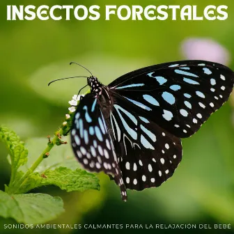 Insectos Forestales: Sonidos Ambientales Calmantes Para La Relajación Del Bebé by Sonidos de la naturaleza Ambi