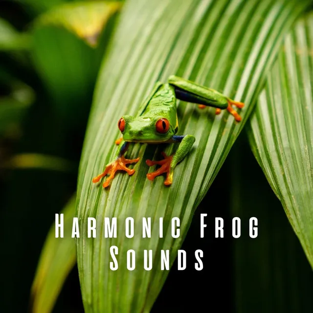 Rainy Frog Serenades