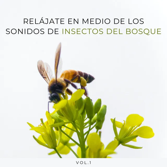 Relájate En Medio De Los Sonidos De Insectos Del Bosque Vol. 1