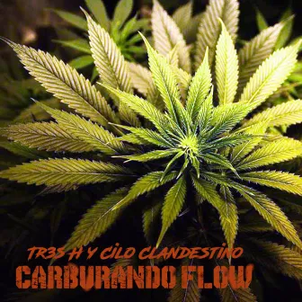 Carburando Flow by Tr3s H