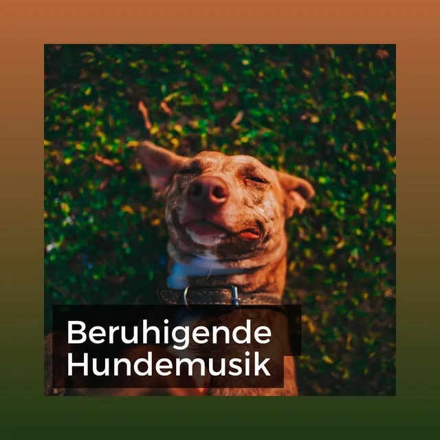 Beruhigende Musik für Hunde