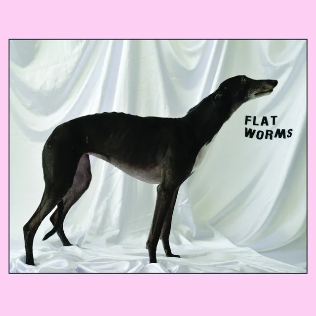 Flat Worms